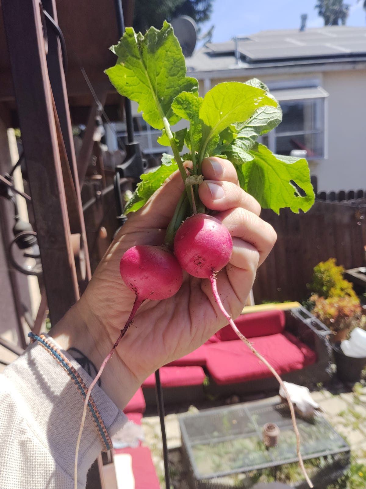 if you give the ground rudolph radish seeds