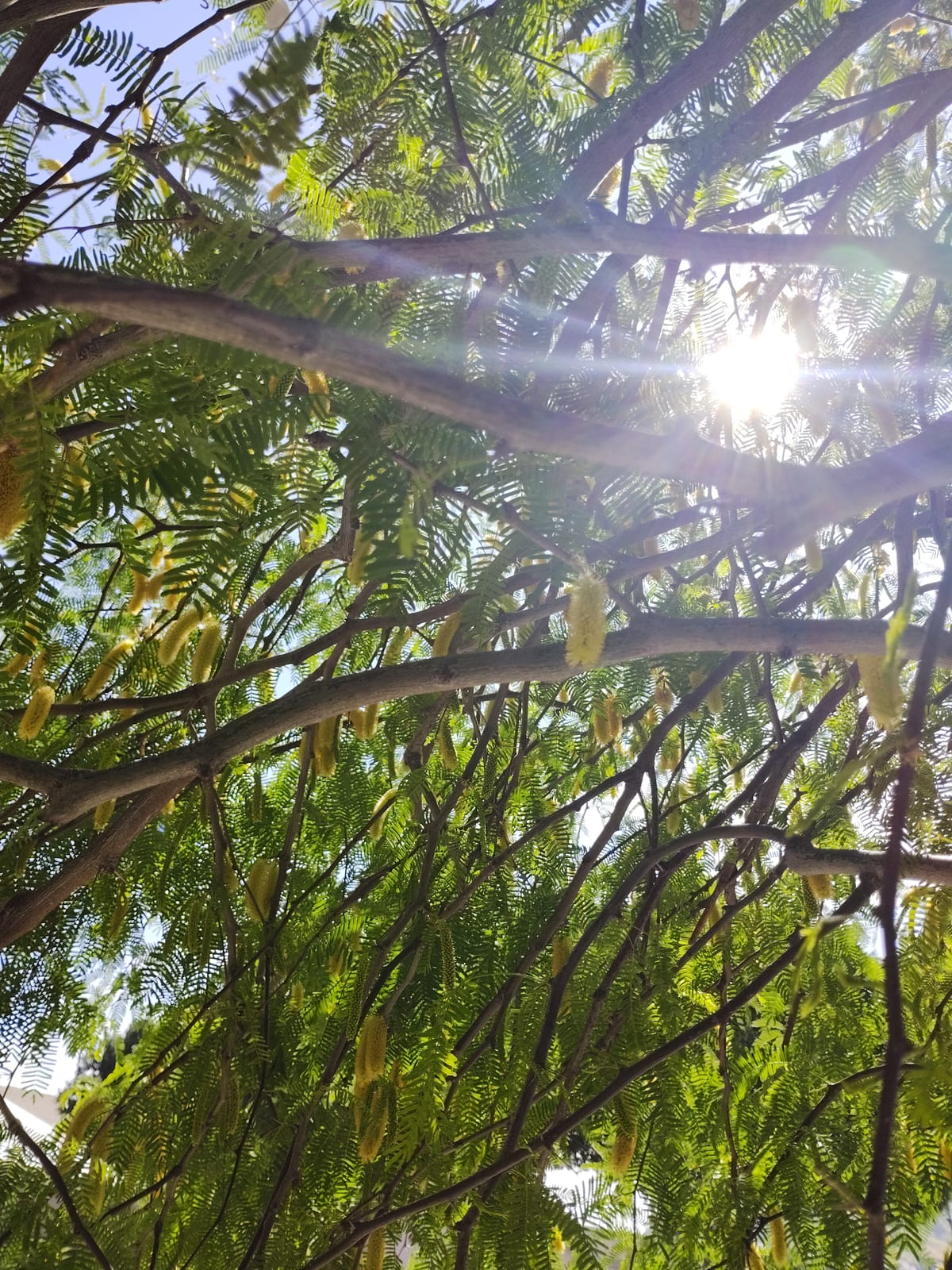 i like these flower things